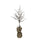 albero