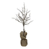 albero