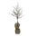 albero