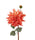 fiori