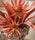 fiore artificiale
