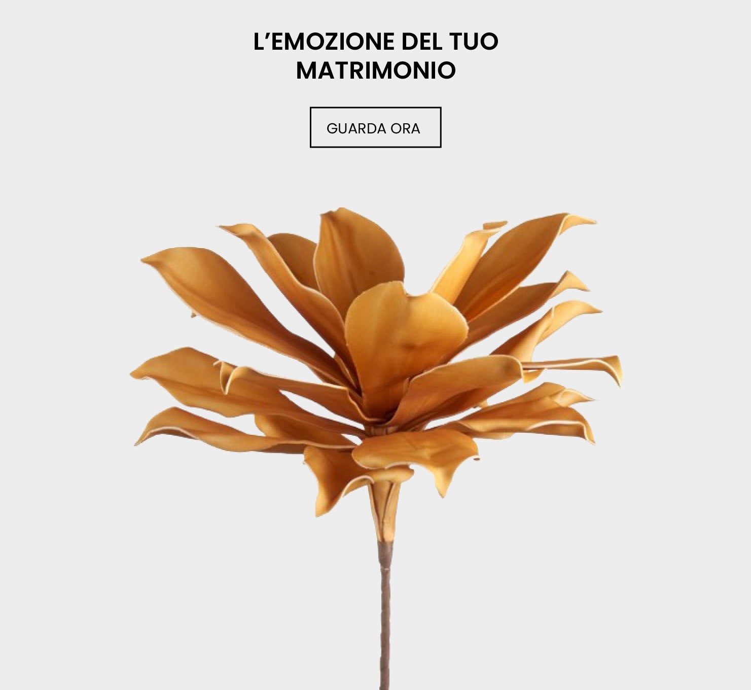 Fiori d'Arancio