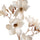 fiore