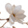 fiore