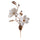 fiore